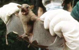 Se trataría del murciélago tipo “Mops condylurus”, según un estudio del Instituto Robert Koch de Alemania