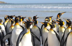 El premio otorgado a las Falkland Islands como “el mejor destino para apreciar la vida silvestre y la naturaleza”   