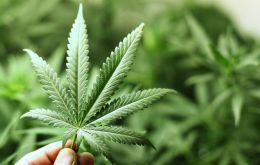 La distribución del cannabis deberá ser realizada por los propios productores desde el sitio de producción hasta el lugar de elaboración del producto final