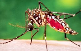 La enfermedad del dolor transmitida por el mosquito aedes aegiptus registró 44 casos en Paraguay, en lo que va del año y 15 en Bolivia 