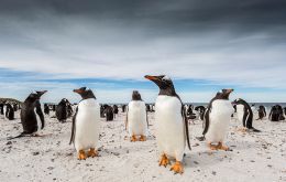 Barry Robertson presentó a los pingüinos en la isla Bleaker que conforma el archipiélago de las Falklands 
