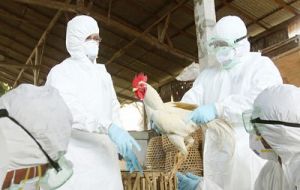 La medida preventiva se decidió después de encontrarse 50 casos de gripe aviar H7N9 en 15 de las 21 principales ciudades de la provincia cantonesa