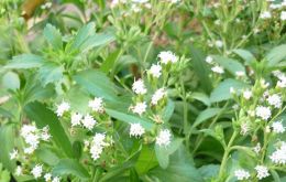 La stevia es un edulcorante natural sin calorías extraído de una planta originaria de Paraguay que está ganando cada vez más respaldo científico 