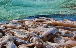Las capturas de calamar Illex esta temporada ya alcanzan las 150.000 toneladas. El año pasado fue un record con 306.000 toneladas