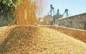 La industrialización de la soja continúa avanzando con una mayor diversificación de la estructura productiva y de la canasta exportadora.