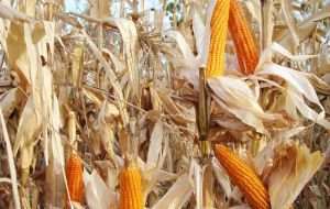 Con respecto al maíz 2014/15, Agricultura dejó sin cambios su pronóstico de producción de maíz 2014/15 en 30 millones de toneladas.