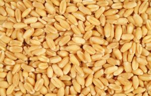 La Bolsa de Cereales estimó que la superficie a sembrar con trigo en 2015/16 será 4,1 millones de hectáreas, 7% por debajo de los 4,4m de la previa.