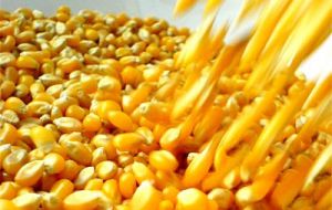 En cuanto al maíz la producción de maíz ahora se estima en 31 millones de toneladas, desde los 30 millones previos, por altos rendimientos. 