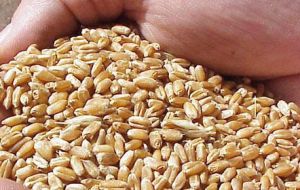 Para el trigo 2015/16, la Bolsa de cereales estima un pronóstico del área que será sembrada con el cereal, en 4,1 millones de hectáreas