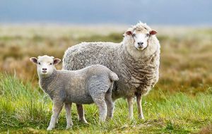 La agricultura disfrutó de una buena faena de más de 50.000 ovinos de exportación que compensaron la caída en el volumen de lana