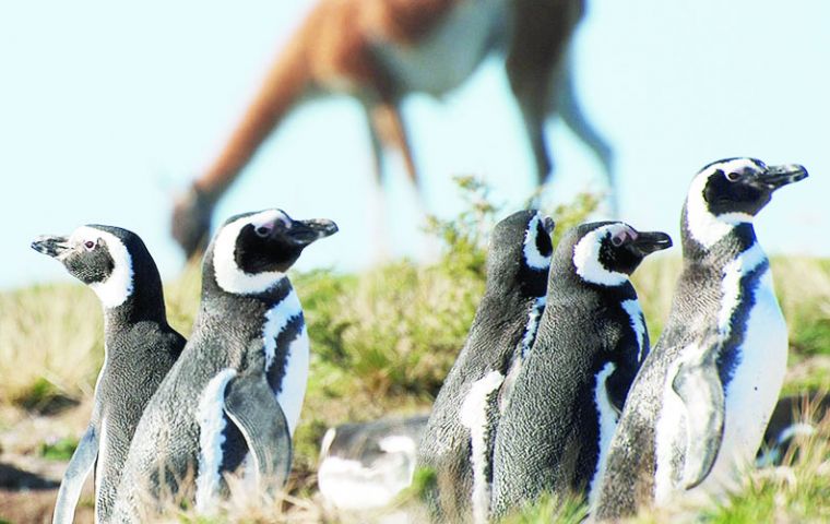 La Reserva de la Patagonia Azul, en Chubut tiene más de 3.000.000 de hectáreas y cuenta con la mayor colonia de pingüinos Magallanes de todo el mundo.