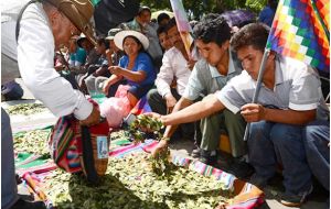 La coca en Bolivia tiene usos culturales y medicinales reconocidos en la Constitución, pero parte importante de la producción se desvía al narcotráfico