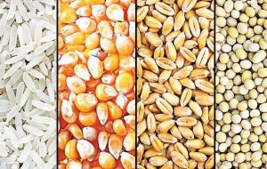 Arroz, maíz y soja, los principales productos del país, representarán juntos el 91,9% de la producción brasileña de granos y el 86,1% del área cosechada