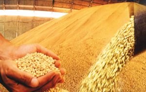 La soja tendrá una cosecha récord de 96,4 millones de toneladas, 800.000 más de las calculadas en mayo por el IBGE y un avance del 11,6 % sobre 2014