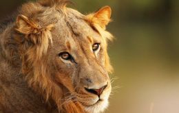 Este lunes, “Día Mundial del León” se lanza una iniciativa internacional en  apoyo para los leones y las organizaciones comprometidas con su supervivencia.