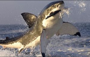 Mayoría de ataques son atribuidos al tiburón blanco (Carcharodon carcharias), al tiburón tigre (Galeocerdo cuvier) y el tiburón toro (Carcharhinus leucas) 