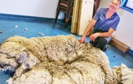 El cuatro veces campeón australiano de esquila, Ian Elkins, y cuatro asistentes necesitaron 42 minutos para esquilar la lana de la oveja