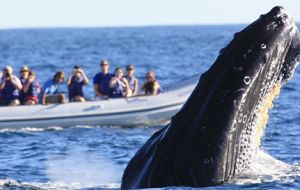 Los cetáceos se pueden avistar embarcado pero también desde la costa de Maldonado y de Rocha, que son sitios de interés turístico, dijo Fagetti.