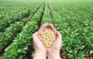 La producción de soja, el grano más cultivado en Brasil, aumentará un 3,5% en 2016 gracias a un crecimiento del 0,4% en el área plantada