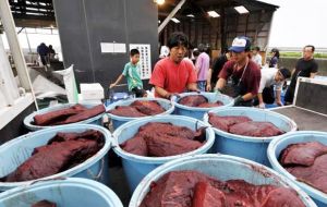 Japón firmó la moratoria total de la pesca de ballenas con fines comerciales pero se ampara en un artículo de la CBI para proseguir con las capturas científicas