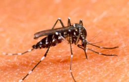 El gobierno reforzó sus campañas de combate al mosquito Aedes aegypti, hasta ahora la única herramienta disponible para enfrentar las tres enfermedades 