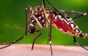 La inestabilidad climática (inundaciones) obstaculiza el control químico del Aedes aegypti, permitiendo que se mantenga una elevada infestación vectorial 