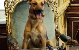 ”Es el primer perro de la historia argentina que llega a ese lugar. Estamos muy orgullosos de él”, escribió el domingo Macri en su cuenta de Facebook