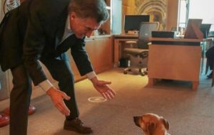 Macri dijo que Balcarce fue adoptado como cachorro el pasado junio y lo acompañó a lo largo de la campaña presidencial