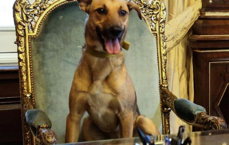 ”Es el primer perro de la historia argentina que llega a ese lugar. Estamos muy orgullosos de él”, escribió el domingo Macri en su cuenta de Facebook