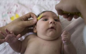 Desde octubre, Brasil ha reportado más de 4.000 casos sospechosos de microcefalia en áreas con circulación de zika.
