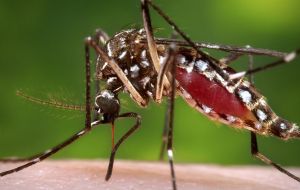 Según el ministerio los casos “importados” no significan un riesgo, ya que no existe en el territorio continental chileno el mosquito Aedes aegypti