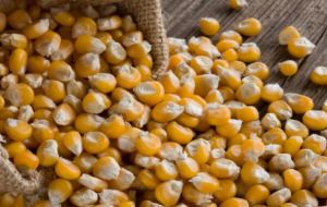 El maíz se estima incremente a 27 millones de toneladas desde 25,6 millones. En tanto para el trigo, el volumen aumentó medio millón de toneladas a 11 millones