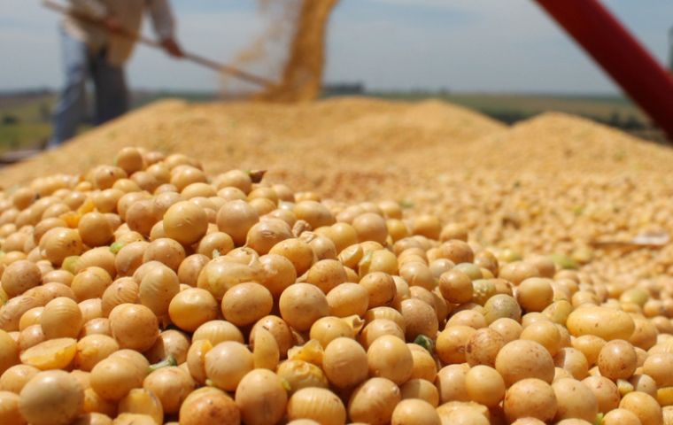 Según el USDA Argentina cosechará 58,5 millones de toneladas de soja, un alza sobre los 57 millones de toneladas estimados en enero.