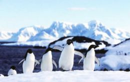 La población de pingüinos de Adelia en el Cabo Denison de la bahía era de 160.000 en febrero de 2011, pero en 2013 había caído a 10.000.