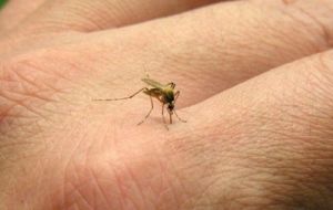 El zika es transmitido por el mosquito Aedes aegypti, que también contagia el dengue, la fiebre amarilla y chicunguña.