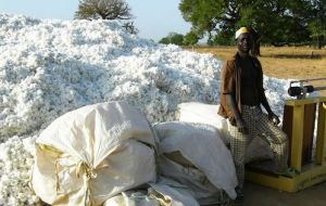 “La longitud de la fibra tras la limpieza se ha degradado y ya no responde a las necesidades del mercado”, según el comunicado de Burkina Faso 