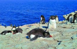 Los pingüinos, la carta de presentación de las Falklands, en este caso una colonia de los rockhoppers  