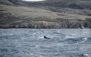 El pico de los avistamientos de ballenas, es desde enero a marzo todos los años 