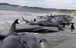 Desde hace meses, el mar chileno vive episodios alarmantes: muerte de salmones, toneladas de sardinas y machas muertos en las playas, y 300 ballenas varadas