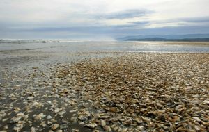 Los pescadores culpan virulencia de la marea roja al vertido al mar de toneladas de salmones contaminados por las toxinas de algas nocivas