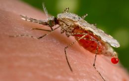 Brasil es uno de los 58 países y territorios que ha informado que hasta la fecha tiene transmisión continua del virus del Zika por los mosquitos. 