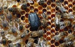 El escarabajo Aethina Tumida, originario de África “puede causar graves daños en los apiarios durante el desarrollo de larvas y provocar la destrucción de panales”