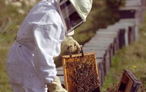 Según el Gobierno argentino, “la presencia de la plaga en el país podría condicionar la comercialización internacional de productos apícolas”