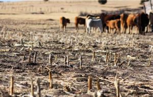 Según datos oficiales, la sequía afecta a 141 de 339 municipios, en los nueve departamentos del país