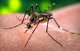 En Brasil circulan tanto el Zica como también dengue y chikunguña, todas ellas transmitidas por el mosquito Aedes Aegipty