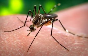 En Brasil circulan tanto el Zica como también dengue y chikunguña, todas ellas transmitidas por el mosquito Aedes Aegipty