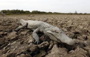 La zona en el límite entre Paraguay y Argentina, el cauce del Pilcomayo se ha convertido en “un cementerio de animales muertos, por falta de agua y alimentos”