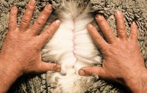 FLH anualmente produce unos 500.000 kilos de lana sucia de ovejas Polwarth/Merino que varía entre 24 y 25 micrones