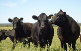 El año anterior al cierre del mercado, ocurrido en 2001, la Argentina exportó a Canadá 26.000 toneladas de carne bovina fresca y congelada. 