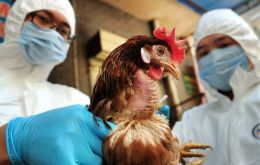China ha sacrificado más de 170.000 aves en cuatro provincias desde octubre y ha cerrado ciertos mercados avícolas después de que aves y personas estuvieran infectadas por la gripe aviar.